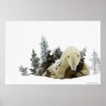 Polar Bears At Wapusk National Park
