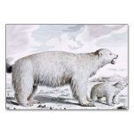 Polar Bears Old Illustration Table Card