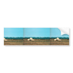Polar Bears on Barter Island Bumper Stickers