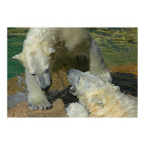 Polar Bears Play Fighting posters by loriandy Polar Bears Play Fighting posters