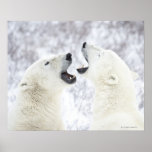 Polar Bears playing in the snow. Print