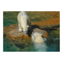 Polar Bears Playing In Water posters by loriandy Polar Bears Playing In Water posters