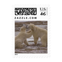 Polar bears postage 523 stamps