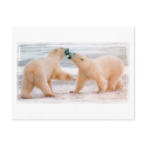 Polar bears postcards