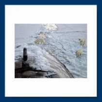 Polar Bears posters
