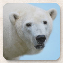 Polar bears profile coasters