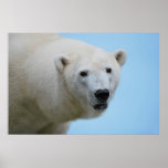 Polar bears profile print