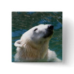 Polar bears smile pinback buttons