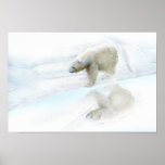 Polar bears walk to freedom print