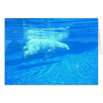 Polar swim cards