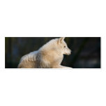 Polar Wolf Business Card
