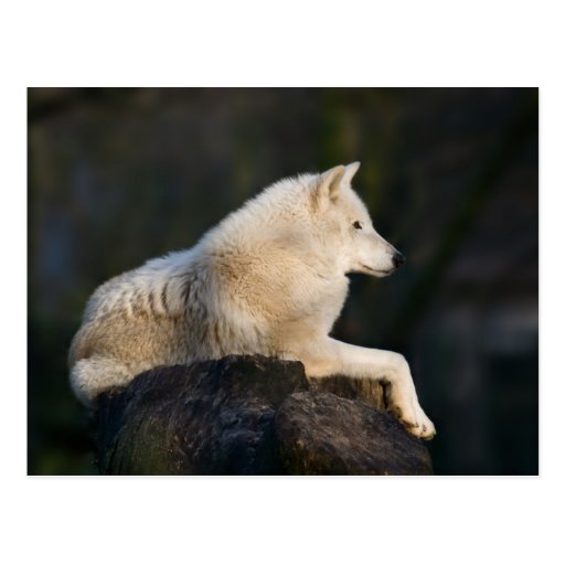 Polar Wolf Postcard