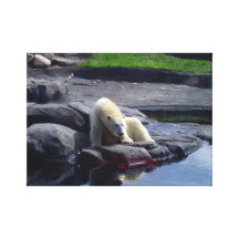 PolarBear Stretched Canvas Prints