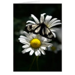 Police Car Moth and Oxeye Daisies Cards