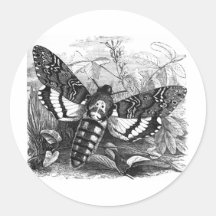 Polilla de halcón de Deathshead Pegatinas Redondas