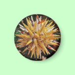 Polish Christmas Star Magnet magnets
