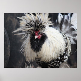 Polish Crested Rooster Print