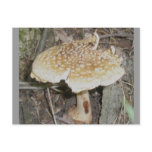 Polka Dot Mushroom Postcard
