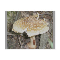 Polka Dot Mushroom Postcard by CarolsCamera Polka Dot Mushroom Postcard