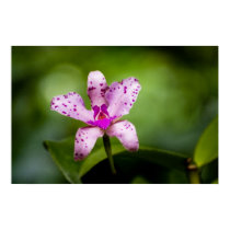 Polka-Dot Orchid posters