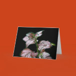 polka dot, hypoestes, phyllostachya, houseplant,