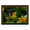 Polkadot Wasp Moth 270 cards
