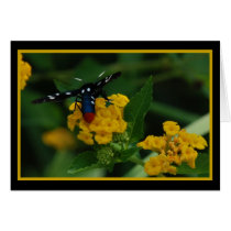 Polkadot Wasp Moth 270 cards by QuiznoCat Polkadot Wasp Moth 270 cards