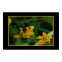 Polkadot Wasp Moth 270 posters