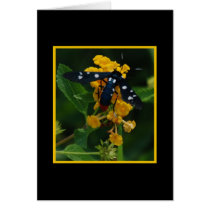 Polkadot Wasp Moth 277 cards by QuiznoCat Polkadot Wasp Moth 277 cards