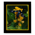 Polkadot Wasp Moth 277 posters