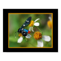 Polkadot Wasp Moth 332 posters