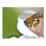 Pollen and bee postcards
