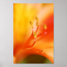POLLEN on ORANGE FLOWER Print