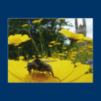 Pollen postcards