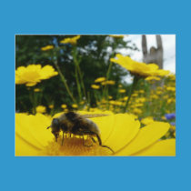 Pollen postcards