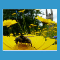 Pollen postcards