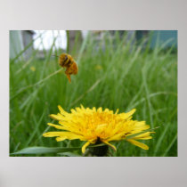 Pollenface Honeybee Posters