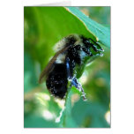 Pollination Cards