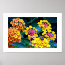 Pollination Print