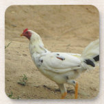 Pollo Mexicano Coasters