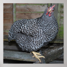 Polly the Plymouth Rock Print