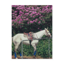 Polo Pony Awaiting Chukker postcards by HorseLoversGifts Polo Pony Awaiting Chukker postcards