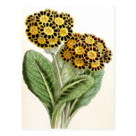 "Polyanthus" Vintage Flower Illustration Post Cards