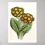 "Polyanthus" Vintage Flower Illustration Print