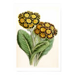 "Polyanthus" Vintage Flower Illustration posters