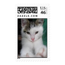 Polydactyl Mitten Kitten Postage