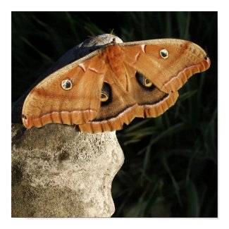 Polyphemus Moth 1 print