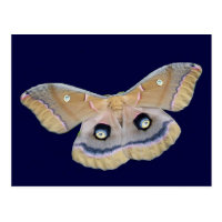 Polyphemus Moth Postcard