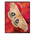 Polyphemus Moth posters