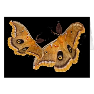 Polyphemus Moths